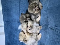 Pomeranian boo 55 günlük