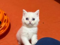 Dünya Güzeli British Shorthair bebeklerim
