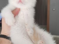 British shorthair kedimiz