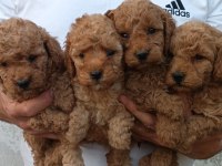 KALİTELİ POODLE YAVRULAR
