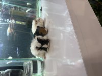 Ginepig Yavruları Gelmı̇ştir City Petshop