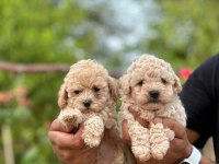 Teacup Koyu Renkli Maltipo Yavrularımız