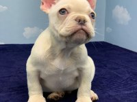MUHTEŞEM KALİTE PLATİN FRENCH BULLDOG DİŞİ
