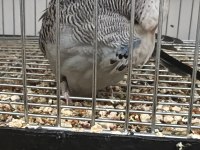 Show Jumbo Muhabbet Kuşu Yavrular