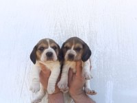 Harika Maske Beagle Bebekler