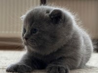 British longhair 2 aylık yavrumuz