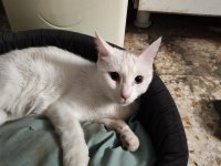 Anne baba Van kedisi kendisi siyah kardeşi Kırcalli