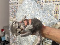 Scottish fold yavrular sahibini bekliyor