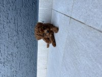 5 haftalık kore poodle
