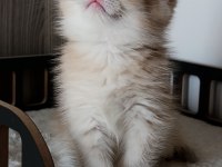Lilac golden erkek yavru kedimiz