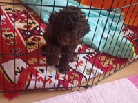Lagotto romanglo