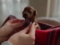 A KALİTE RED BROWN TOY POODLE YAVRULAR