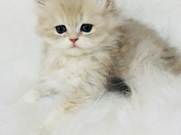 Blh ay 11 erkek yavru British longhair
