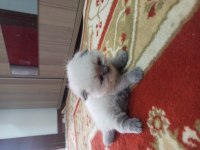 Scottish Fold Blue point Yavrumuz