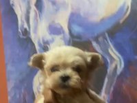 Safkan Kaliteninde Kalitesi Maltipoo Yavrular