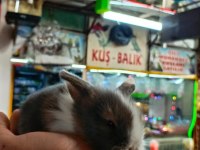 Cins bebek tavşanlar