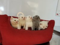 Anne Altından Veteriner Hekim Kontrollü Kediler