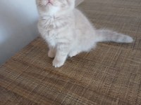 British Shorthair 2 Aylık Dişi