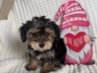 Havlama huyu asla yok çok uslu morkie