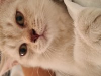 Dişi yavru british shorthair bursa