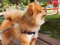 Oğluma Eş Arıyorum Pomeranian Boo