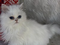 British longhair mavi göz dişi bebek