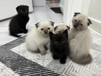 6 Adet Yavru Kedimiz Darıca Merkezdeyiz