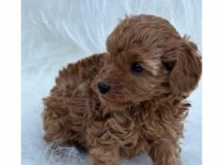 Anne altından safkan toy poodle yavrularım