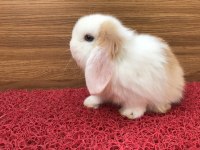 Safkan mini lop tavşanı bebeklerimiz