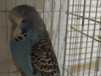 Show Jumbo Muhabbet Kuşu Yavrular