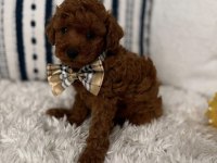 Toy Poodle Köpeğimiz İçin Ulaşın