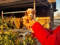Cavapoo yavru