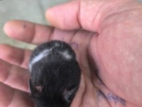 Yavru Yetişkin Suriye Hamsterlari Asla Isırmaz