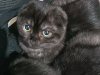 Aşırı Cana Yakın Scottish Fold