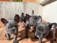 BLUE FRENCH BULLDOG YAVRULARI