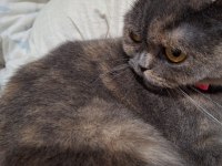 British shorthair kızımızı sahiplendirmek istiyoruz