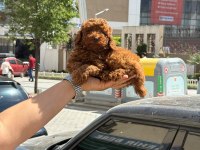 SAĞLIK VE IRK GARANTİLİ KORE POODLE