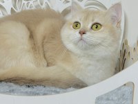 Bri erkek 1,5 yaş cy12 british shorthair