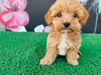 A Kalite Sağlık Irk Garantili Maltipoo Yavrularım