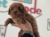 Petmode köpek çiftliğinden tea cup kore poodle