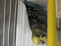 BAKIMLI YAVRU ERKEK MUHABBET KUŞU