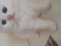 British longhair yavrularımız