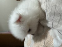 3 beyaz pomeranian boo 2 maskeli