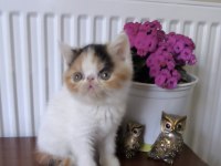 Sevimli Exotic Shorthair Kızlar