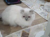 Scottish fold yavrularımıza yuva arıyoruz
