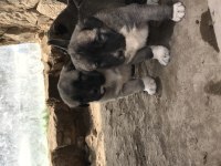 Orjinal Güdük Kangal Yavruları