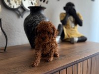 TOY POODLE YAVRULARIMIZ