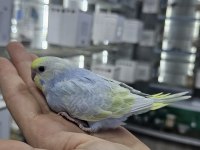 SEZONUN SON MUHABBET BEBEKLERİ AÇIKLAMAYI OKUYUN