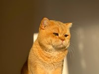 British shorthair golden erkek