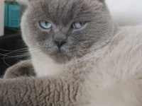 Yavru british shorthair kedimiz